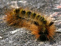 Silver-spotted Tiger Moth caterpillar